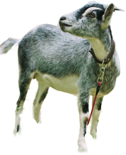 side-shape.png